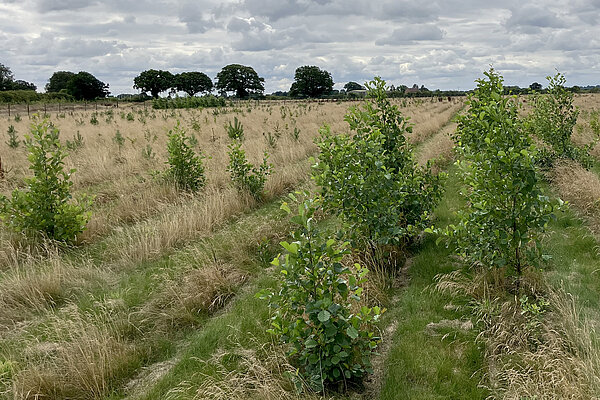 Rows of tree saplings at the York Community Woodland